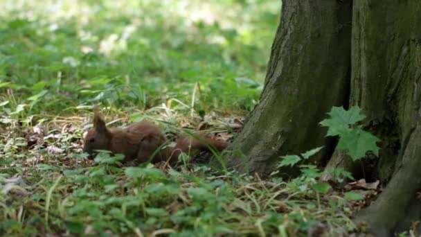 공원에 있는 다람쥐 — 비디오