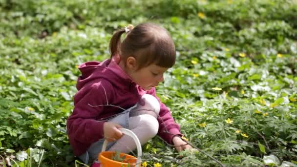 Niña admira y huele flores de primavera — Vídeo de stock