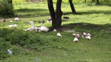 Gölet yakınındaki çayırda yerli kaz
