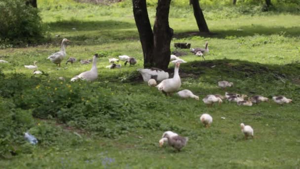 Gansos domésticos en el prado cerca del estanque — Vídeo de stock