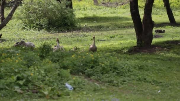 Domestic geese in the meadow near the pond — Stock Video