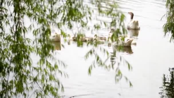 Gansos domésticos no prado perto da lagoa — Vídeo de Stock