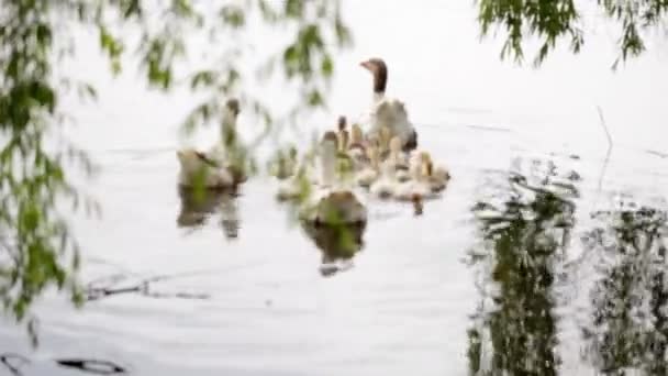 Hausgänse auf der Wiese am Teich — Stockvideo