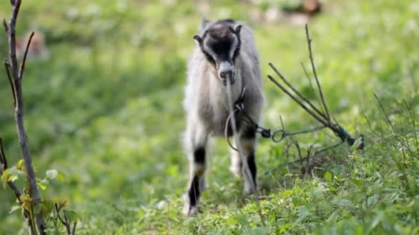 Binnenlandse geit grazen op het gazon — Stockvideo