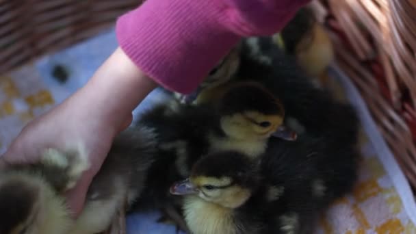 Sepette oturan ördek yavruları — Stok video