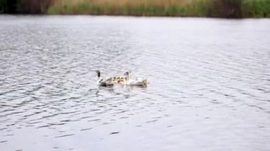 kazlar gölet
