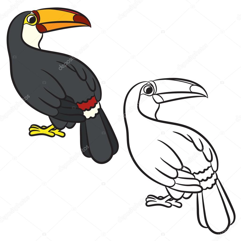 Toucan bird illustration. Coloring page