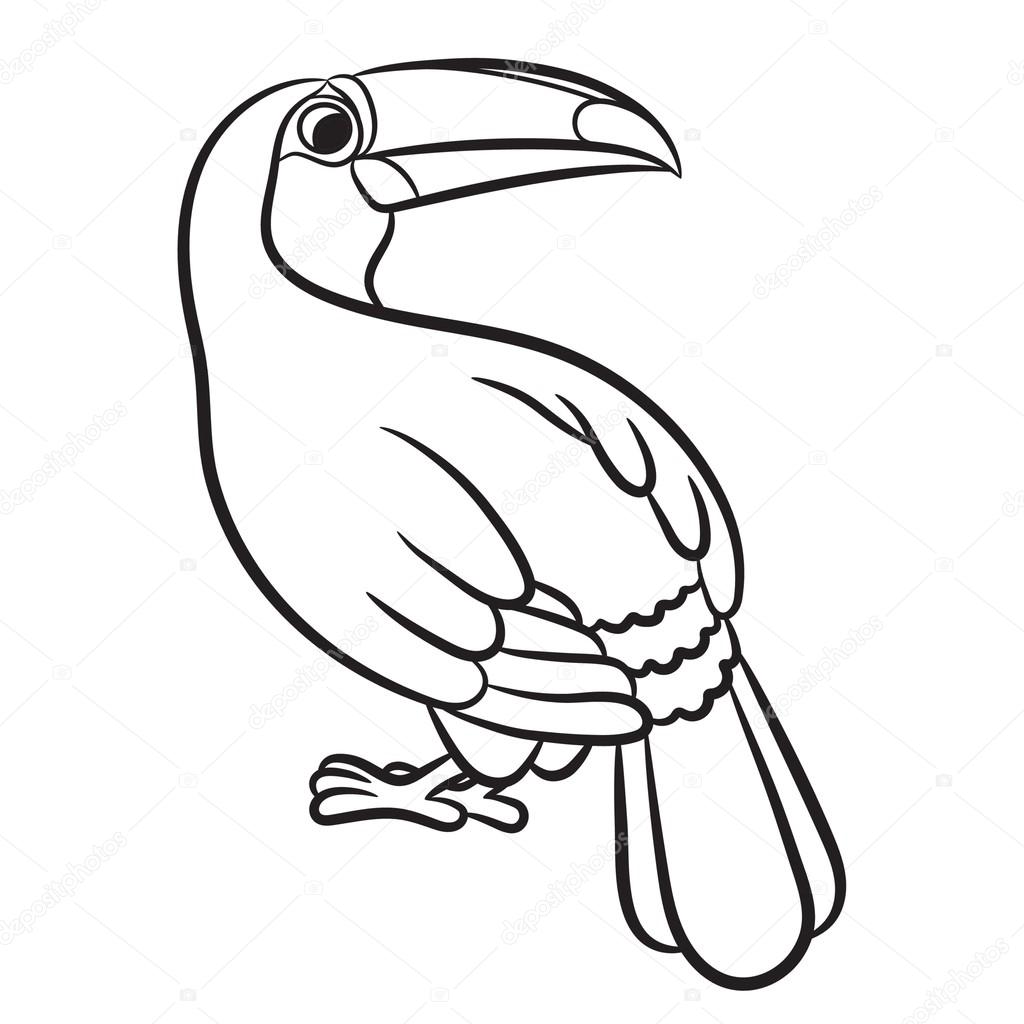 Toucan bird illustration. Coloring page