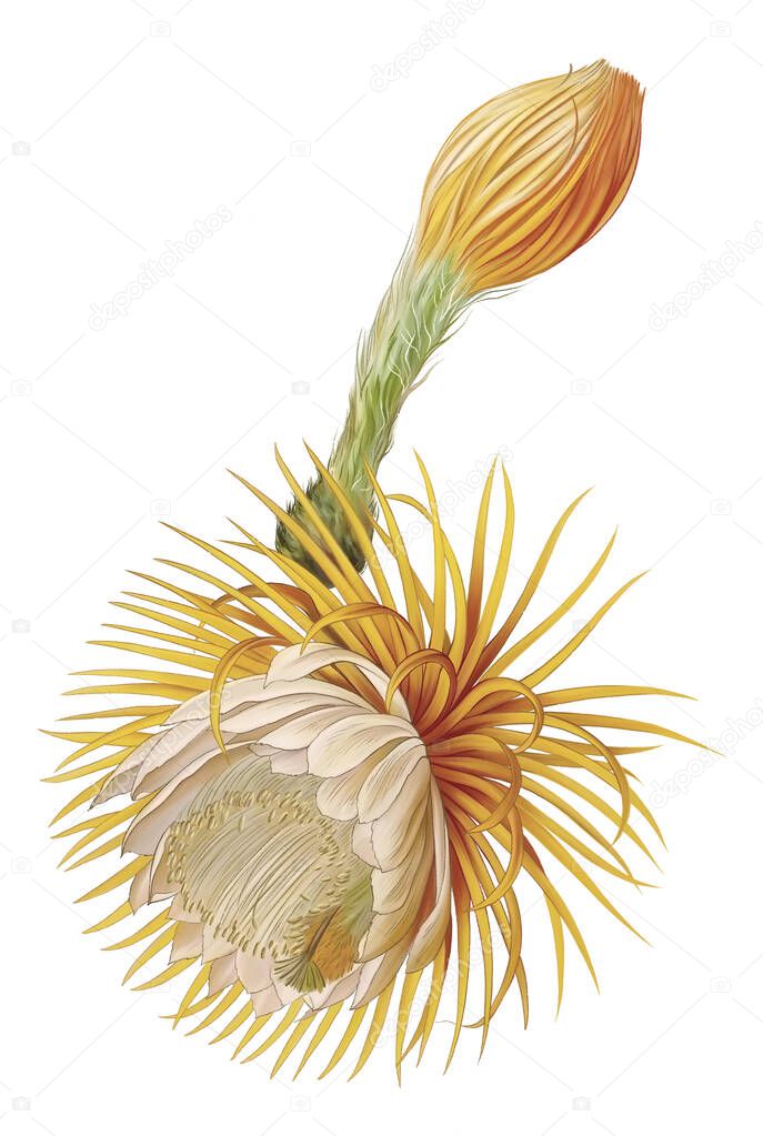 Drawn exotic flower isolated on a white background. Blooming cactus flower illustration. Colour cacti. Design element for wall mural, card, postcard, wallpaper, photo wallpaper.
