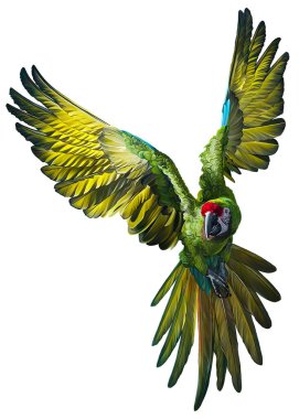 Boyanmış papağan, kakadu, parlak, beyaz arka planda çok renkli. Uçan papağan, güzel kanatlar.