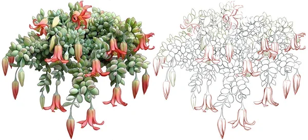 Красивые Ручные Красные Висячие Цветы Цветы Белом Фоне Иллюстрация Вазы — стоковое фото