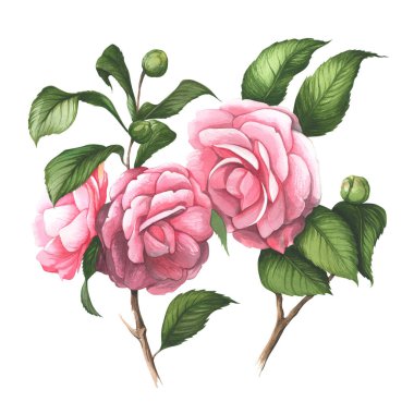 Suluboya pembe güller. Boyalı çiçekler. Beyaz arka planda bir buket güzel gül. Duvar resmi, kart, kartpostal, duvar kağıdı, duvar kağıdı için tasarım ögesi.