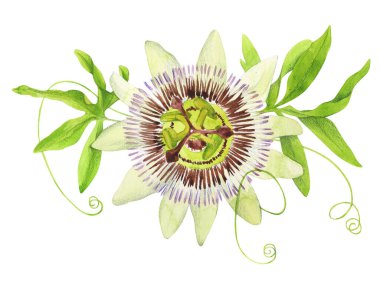 Beyaz arka planda suluboya ile boyanmış Passiflora. Çiçek illüstrasyonu, kartpostallar, duvar kağıtları, foeboidler, kitaplar için harika bir seçenek..