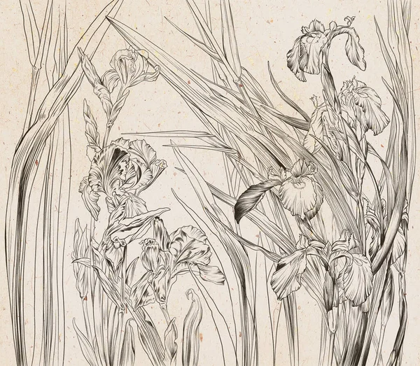 Графічні Іриси Квіти Намальовані Коричневому Старому Папері Квітковий Фон Дизайн — стокове фото