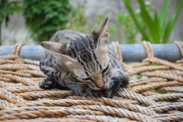 Genç, sevimli kedi portresi. Yakından kedi evcil hayvan memeli fotoğrafı.