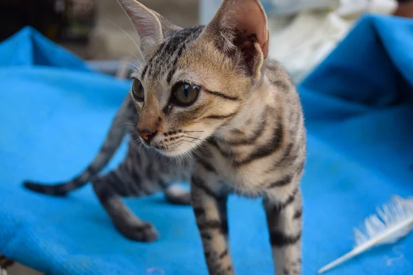 Genç, sevimli kedi portresi. Yakından kedi evcil hayvan memeli fotoğrafı.