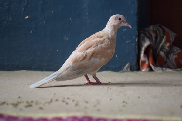 Brown Wildlife Pigeon Close Domestic Animal Pet Columba House Beak — Stock Photo, Image