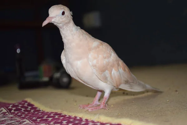 Pigeon Brun Faune Gros Plan Animal Domestique Animal Columba Dans — Photo