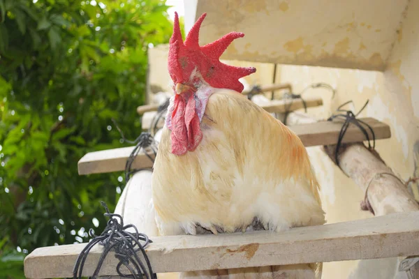 Tahtadaki büyük kırmızı başlı horoz, evcil hayvan, tavuk adam portresi çiftlik hayvanlarının baluchistan duvar kağıdı arka planı.