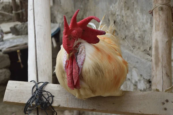 Tahtadaki büyük kırmızı başlı horoz, evcil hayvan, tavuk adam portresi çiftlik hayvanlarının baluchistan duvar kağıdı arka planı.