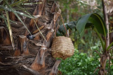 El yapımı ağaç yaprağı, bahçede asılı palmiye ağacı kuru kavanozu, kahverengi arkaplan kültürü zımbırtısı.