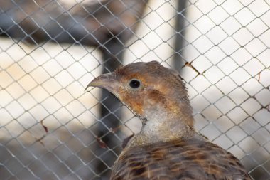 Bıldırcın kuşu kafeste. Yaklaş. Partridge vahşi tavuk portresi, chakor dişi hayvan yalnız duvar kağıdı arka plan