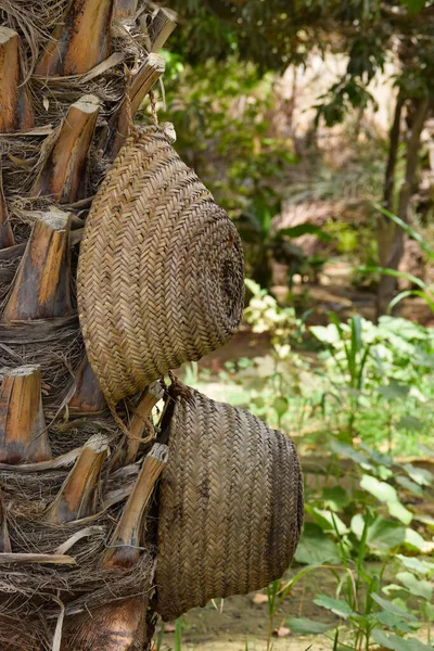 El yapımı ağaç yaprağı, bahçede asılı palmiye ağacı kuru kavanozu, kahverengi arkaplan kültürü zımbırtısı.