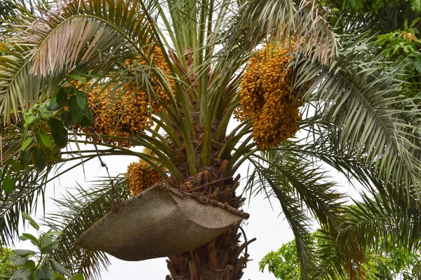 Buah Manis Kurma Pohon Daun Pohon Palem Tergantung Kayu Taman — Stok Foto