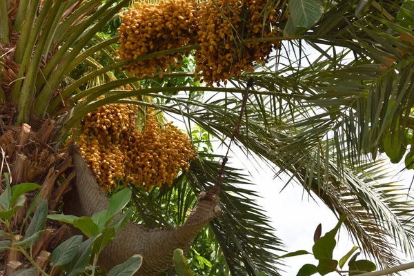 Süße Frucht Datteln Baumblatt Palmen Hängen Auf Holz Garten Brauner — Stockfoto