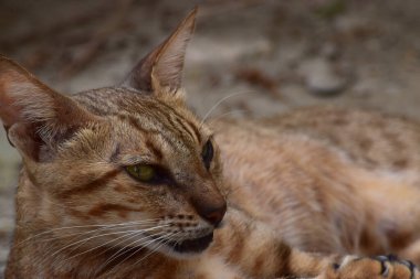 Genç yetişkin bir kedinin yatay fotoğrafı. Kahverengi kürk uzanıyor ve dışarıda dinleniyor. Kedi yavrusu güzel bir hayvanın uyuduğu ön manzara. Hayvan doğası arka plan duvar kağıdı fotoğrafı