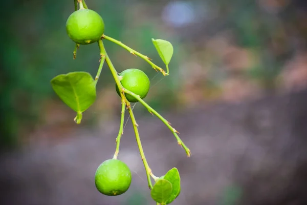 Ağaçta asılı yeşil Pakistanlı limonlar, Baluchistan meyve suyu. Bahçedeki olgunlaşmamış Asya yemekleri doğal bitki arka plan duvar kağıdı fotoğrafları.