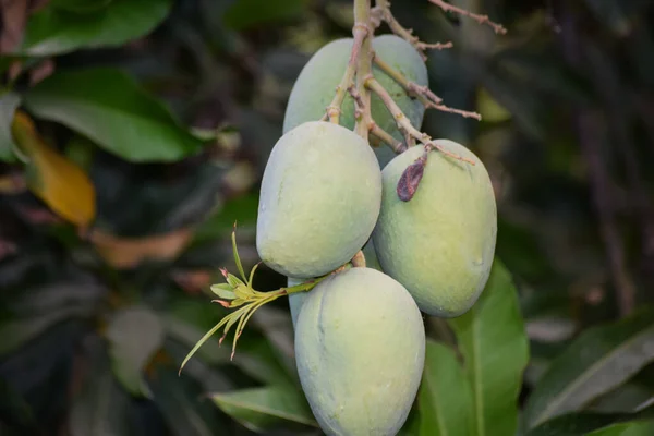 Mango Pakistano Verde Appeso Sull Albero Vicino Succo Frutta Stagione — Foto Stock