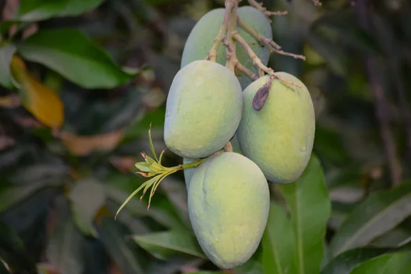 Mango Pakistano Verde Appeso Sull Albero Vicino Succo Frutta Stagione — Foto Stock