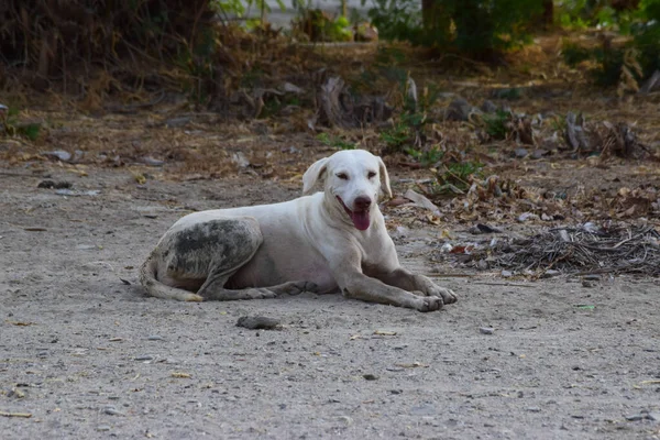 Pakistanlı sokak köpeği yolun dışında yatıyor. Beyaz Asyalı hayvan evsiz patikası, doğal arka plan duvar kağıdı fotoğrafı.