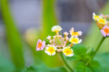 Renkli çiçeklerin arkaplan resmi