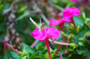 Bahçedeki güzel pembe çiçekler