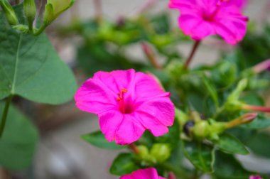 Bahçedeki güzel pembe çiçekler