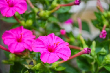 Renkli çiçeklerin arkaplan resmi, arka plan doğası