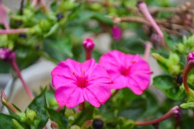 Bahçede yetişen güzel çiçekler, doğa arka planı.