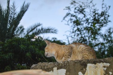 Kedi bahçede oturuyor.