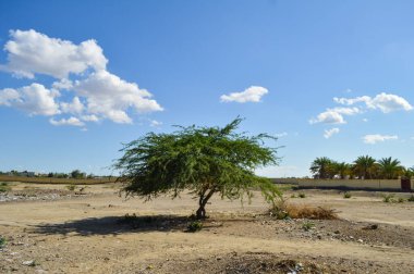 Mavi gökyüzünde palmiye ağacı ve kum çölü
