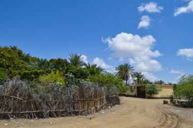 kırsal yol ve palmiyeler
