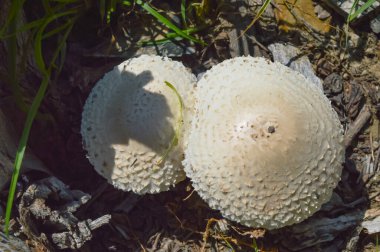Yakın çekim - çimlerin üzerinde beyaz mantar fotoğrafı, orman ormanı