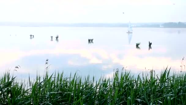 Wczesnym rankiem nad jeziorem. Nad wodą wisi lekka mgiełka. Żeglarstwo w łodzi sunie na powierzchni wody. Obudził się kaczki. Wideo Stockowe bez tantiem