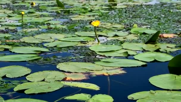 Lírios amarelos em um lago no Montenegro. Águas cristalinas, ecologia única, rara beleza — Vídeo de Stock
