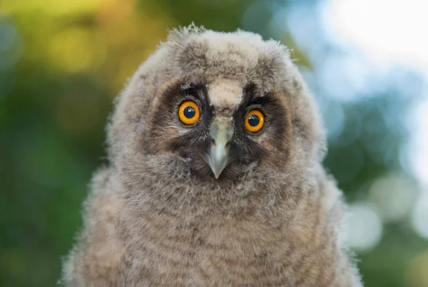 Baby Long-eared owl owl in the wood, sitting on tree trunk in the forest habitat. Beautiful small animal in nature — Stock Photo, Image