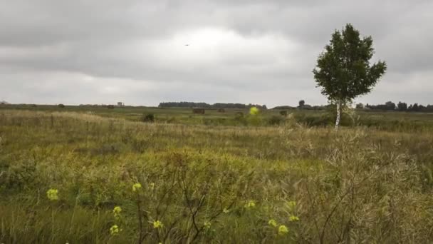 Lonely birch in field — Stock Video