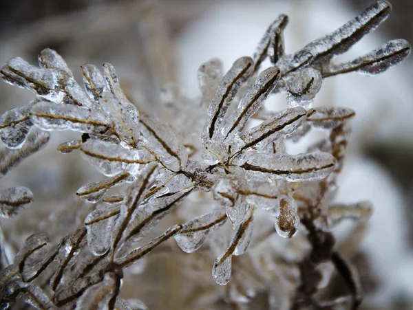 La nature du sud de l'Oural Image En Vente