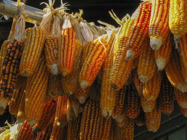 Suspensi pengeringan jagung — Stok Foto