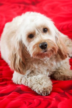 Karışık yavru horoz İspanyol